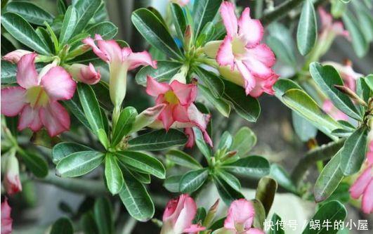 阳台适合养的4种花,花量大易爆盆,花开满盆