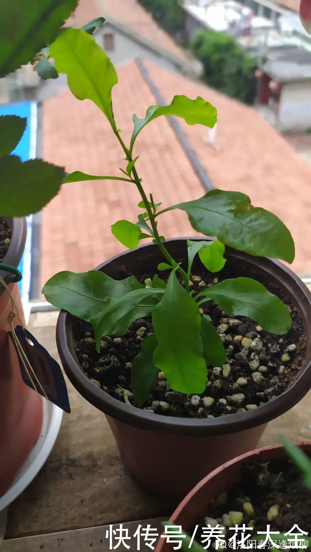 11种常见花，现在扦插，成活率特高