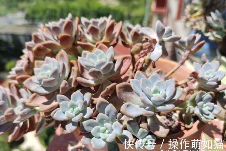 有一种新的多肉叫克洛伊,据说是洛神的杂交后代,别说它们还真像