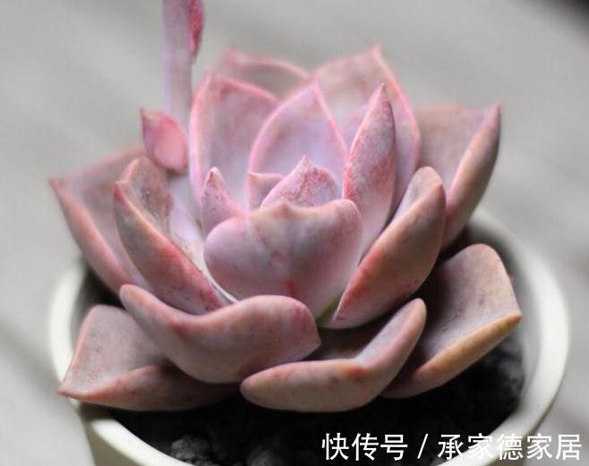 9个美到无法形容的粉色多肉品种，不多养几盆都觉得亏