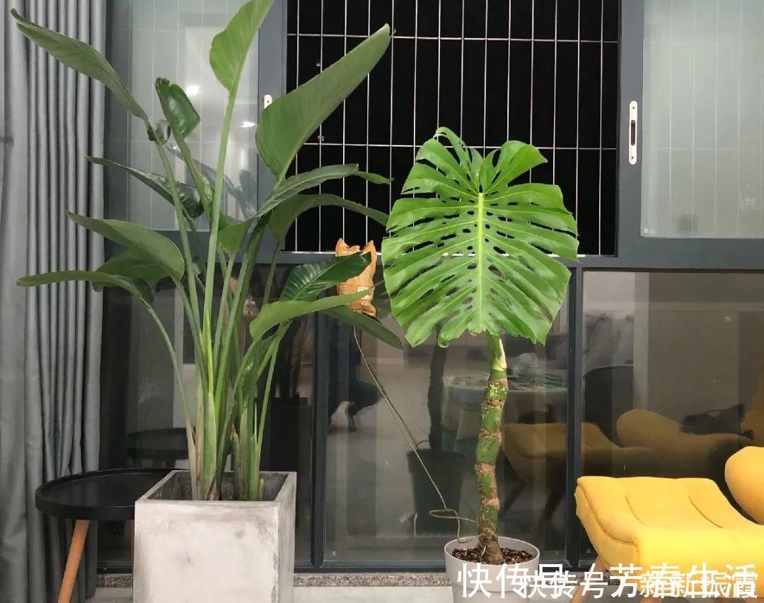 枝条|茉莉花扦插有机关,砍这一段枝条,插土里3天就活