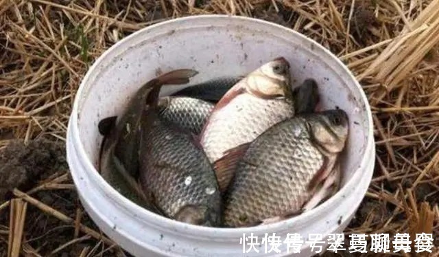 一钩|不用打窝也能狂拉不断,老钓友用这方法,一天钓几十斤!