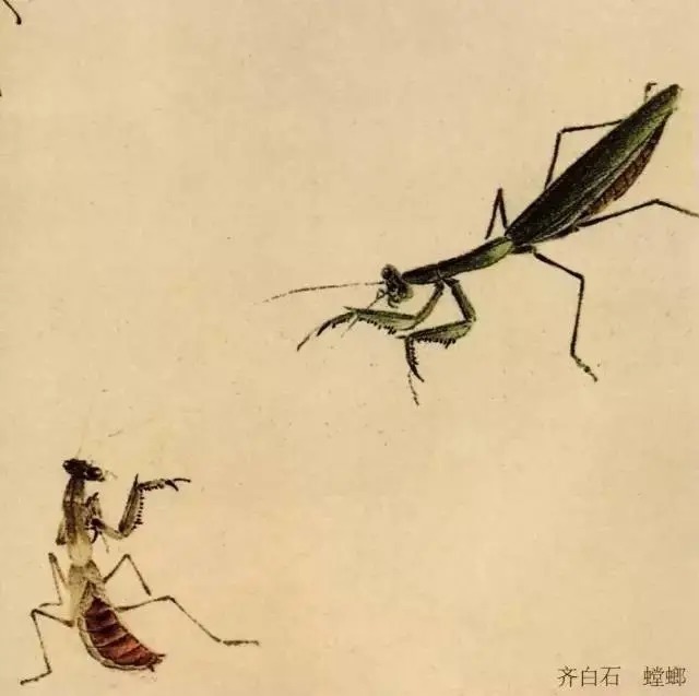 蝈蝈$国画技法图典——草虫篇:蝗虫 蚂蚱 蝈蝈 螽斯 螳螂 蟋蟀