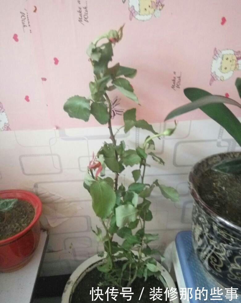 花卉|养花必修课,缓苗“4技巧”,提前做好工作,后期省心开花多