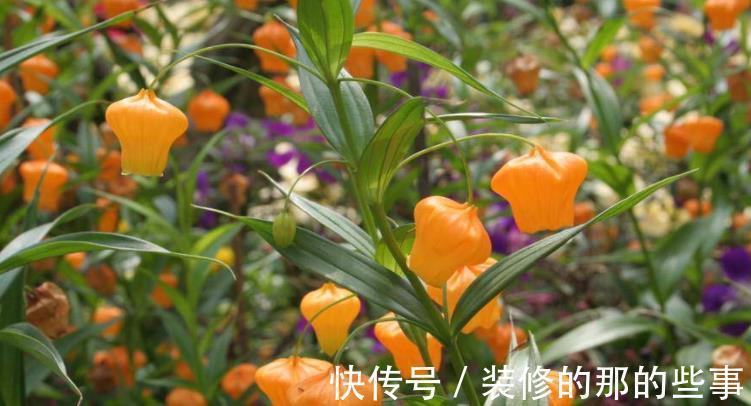 灯笼|国外的圣诞风铃花，我们叫它宫灯百合，掌握技巧，开出串串黄灯笼