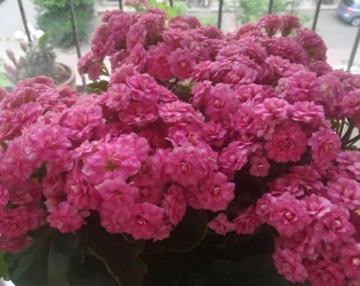 牡丹|此花超漂亮，沾土就活，花朵大花期长，比牡丹还美