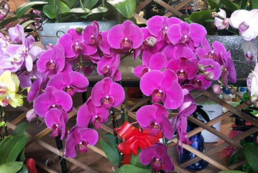 家里养蝴蝶兰,“这几点”才是关键!叶片厚实、油绿发亮,真漂亮