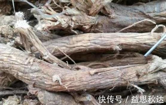 补气|乡下一种珍贵草,人称“黄人参”,地下根茎是宝贝,看到别忽视