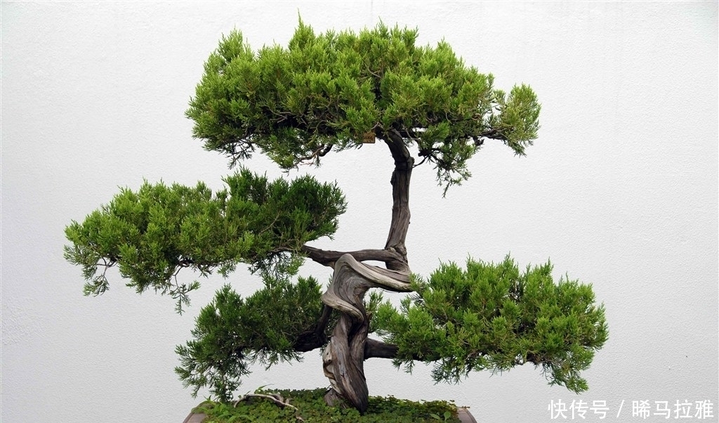 风油精|奶奶种的盆栽从来不长虫，她教我浇水时兑点它，太实用了