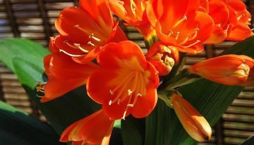 土壤|君子兰长得慢,一年也见不到2片新叶,用个技巧长得飞快,亮又大