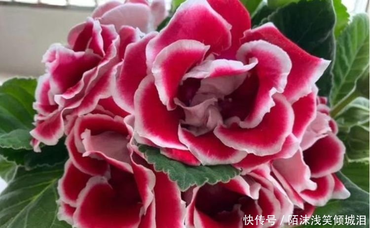 3种花比牡丹还漂亮,比绿萝还好养,一年四季开花不停!