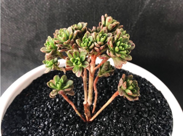 多肉小人祭怎么养护以下3个方面多注意,小人祭养护轻松长势好