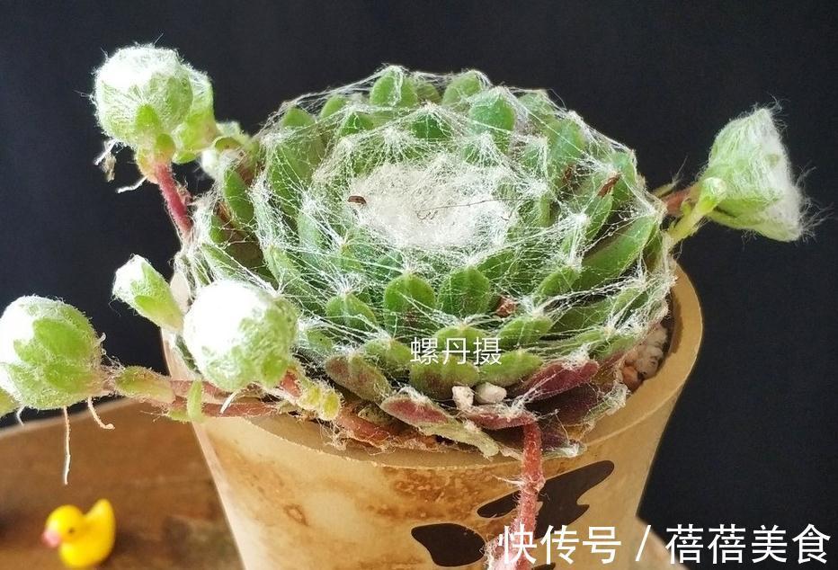 会吐丝的多肉你见过吗,点进来,蛛丝卷绢的养殖方法在这里get