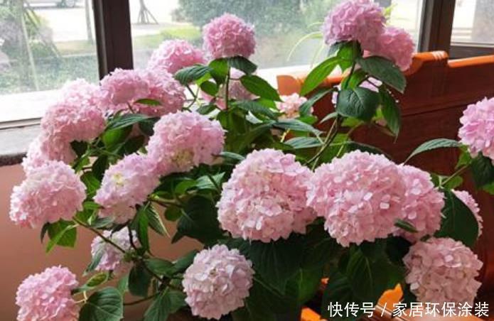 家庭养花,最受欢迎的4种花,高端大气上档次,人见人爱!