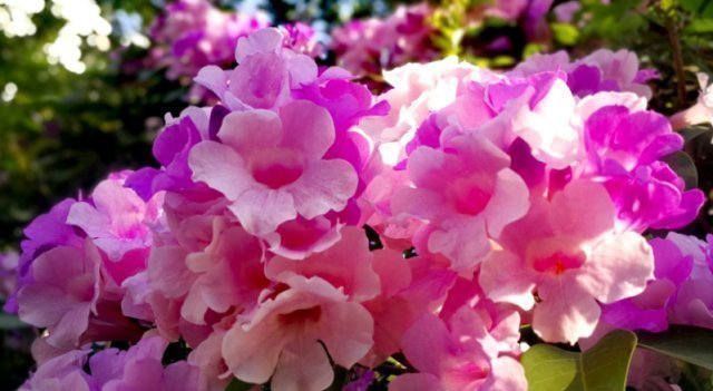 蒜香藤|此花,花开上千朵,一年能长2米高,比三角梅还强健,盛夏花最旺