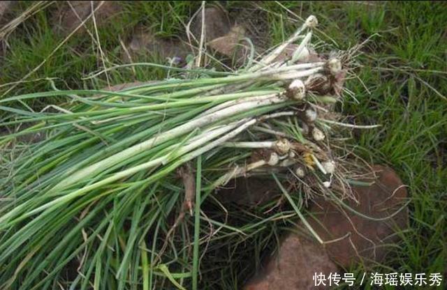 成片|长得像小葱,春季的野外成片生长,用来炒蛋简直太好吃了
