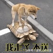 总分|论“严重偏科”是种什么体验?学生党的回答,承包了我一年的笑点