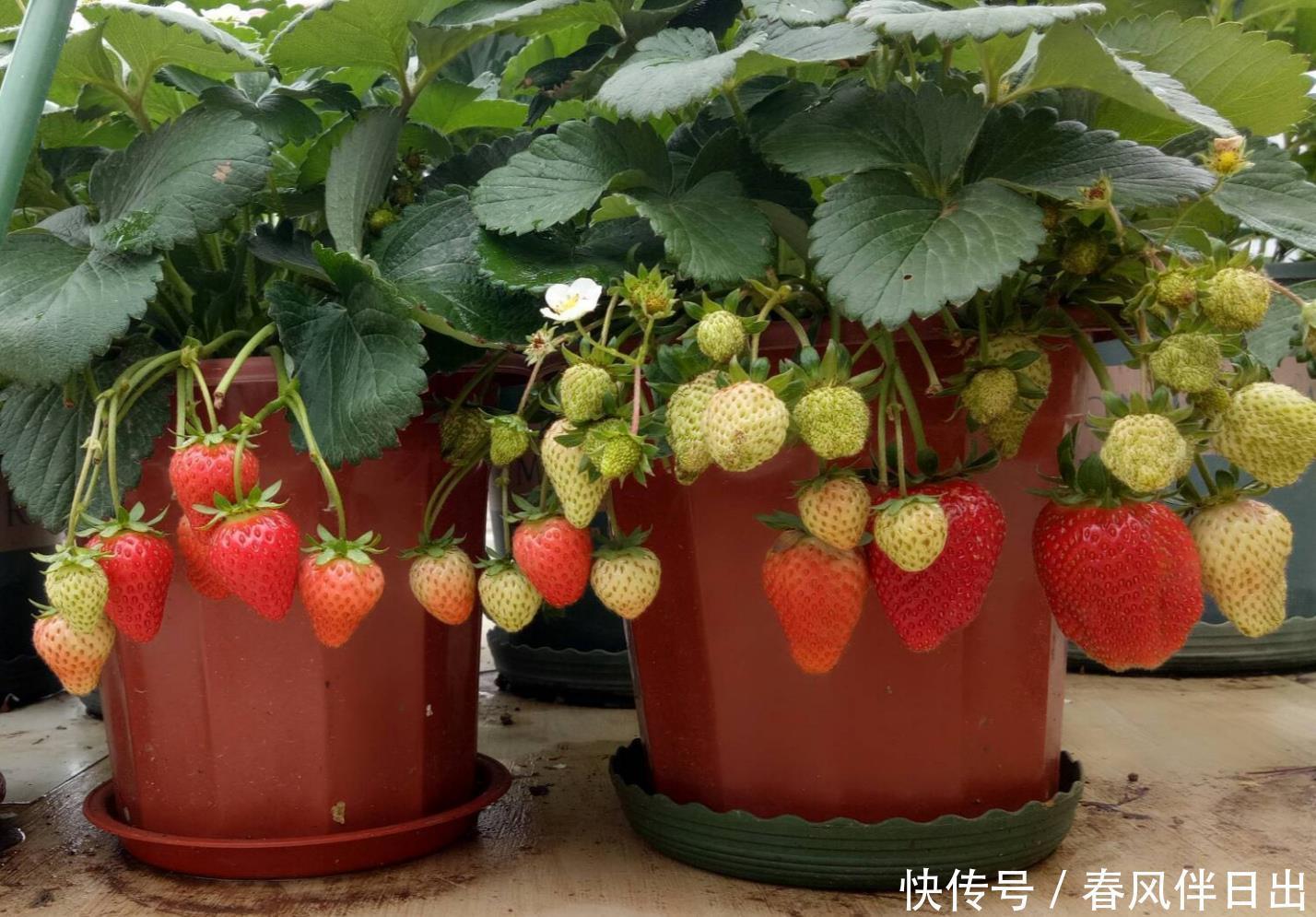 春天一定要种这3种盆栽，很好养果子多，在家享受采摘乐趣