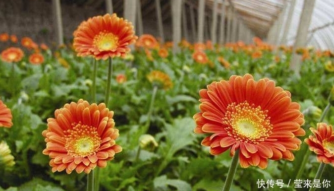 这种美丽的花朵有个很美的名字,有清肝明目、降压、降脂的作用