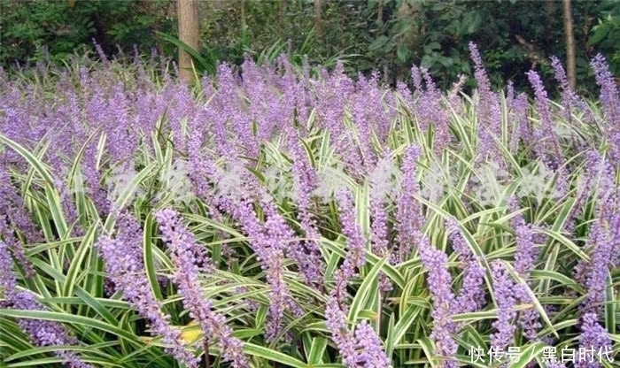 野花野草|农村这种野草,被誉为“长命草”,价值珍贵,可惜知道的人不多!