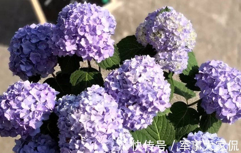 绣球|养绣球花，别忘记1件事，做迟了或不干，花败后植株很难复花