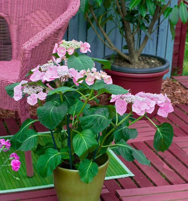 提醒:养绣球花,这些事情再不做,就晚了