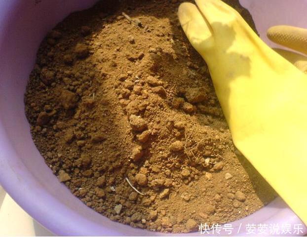 有机肥|养花用什么土好这样“用土”,土不板结,茁壮生长,开花很旺