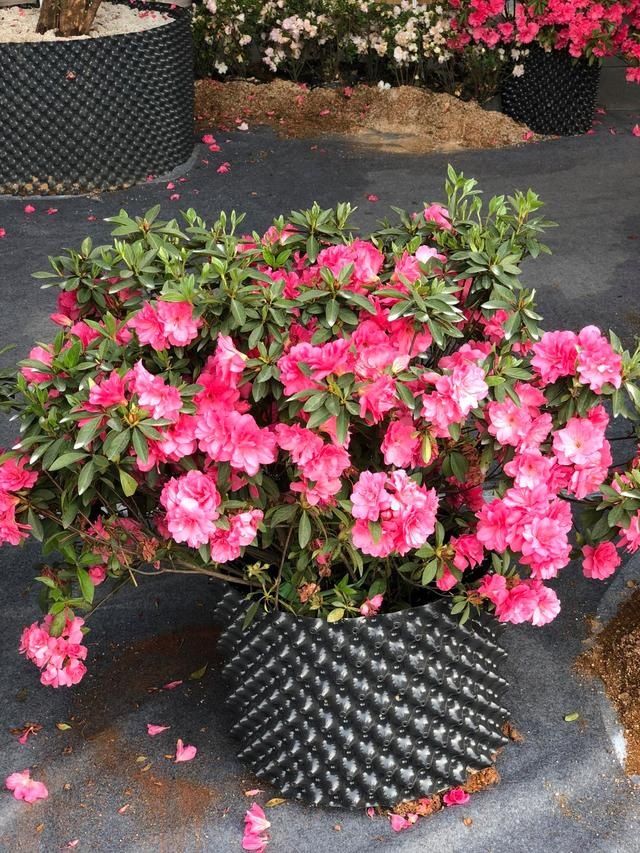 金边瑞香|6种“富贵花”，年底爱“涨价”，现在快入手，早买早赏早便宜