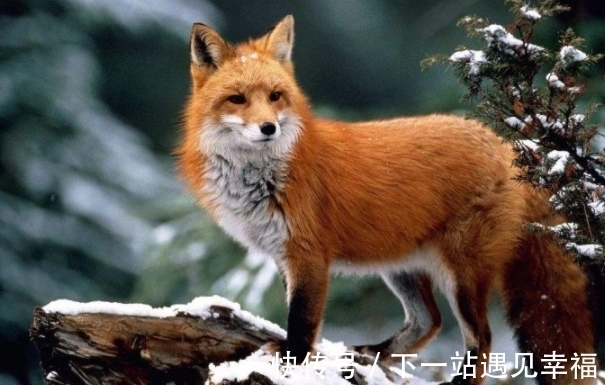 白仙@民间五大仙“灰黄狐白柳”,指的都是啥?为何被称为“五大仙”?