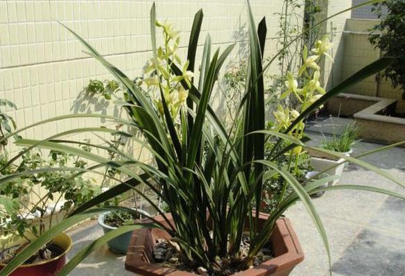 养花草别空有一番热情,学会这些小妙招,盆栽植物才能少出问题