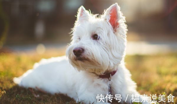 生肖|和生肖虎幸福配对的最佳伴侣是谁婚姻家庭兴旺，事业前程似锦