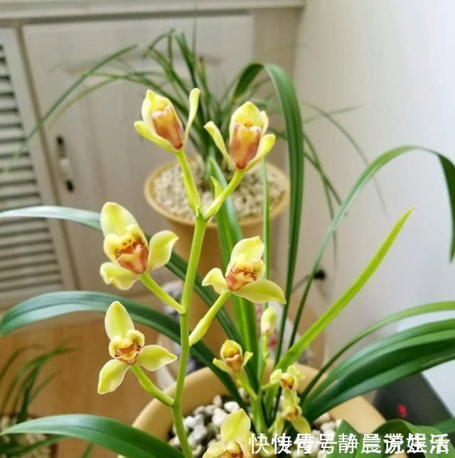 兰菌|老前辈养兰花,盆里撒把粉,兰花呼呼长,叶子厚绿油亮,不烂根