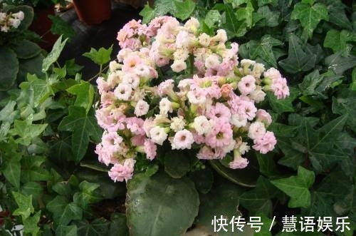 鱼腥水|长寿花无花苞,套个塑料袋,盆里浇点“特制水”,花苞长不停!