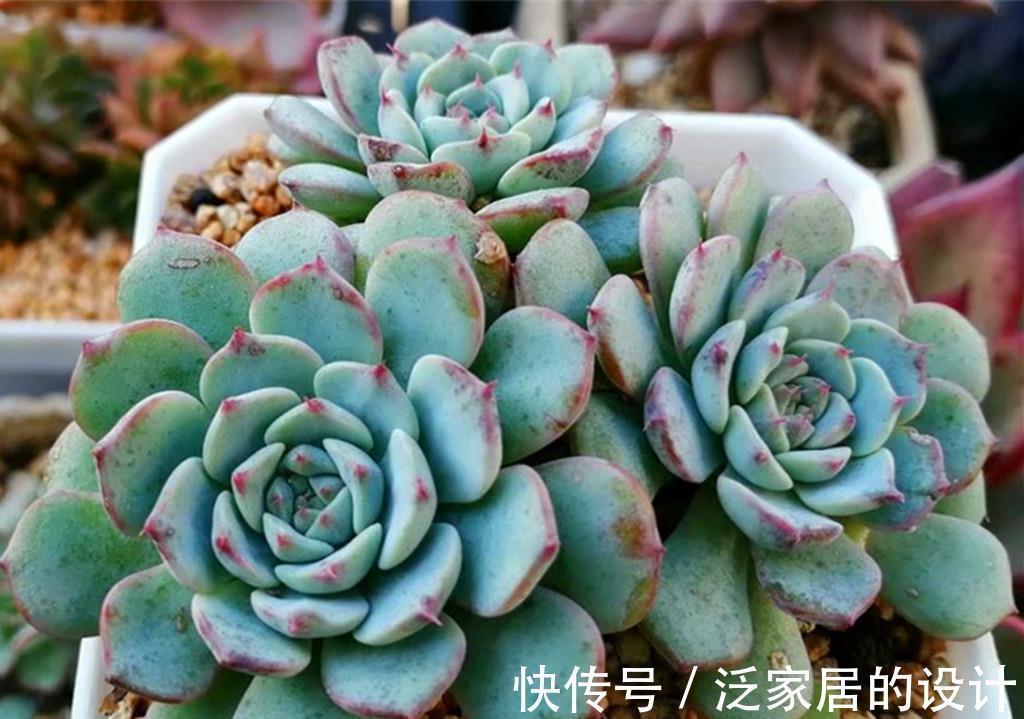 唐印|多肉秋天施点肥,既爆头又上色,但也有些多肉越施肥越丑