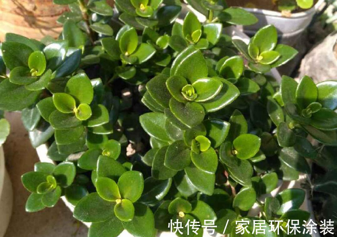 7种花养老桩不好,多扦插、养嫩苗,才能年年开花