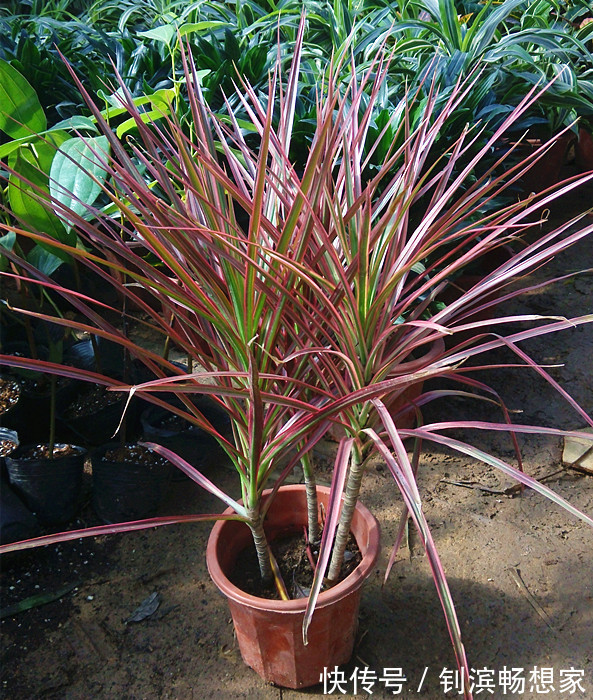 5种“丑花”，寓意却大，富贵又威武，再丑也要养一盆