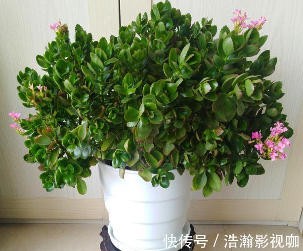 修剪完长寿花该怎么善后做好这4项工作,一茬接一茬开花