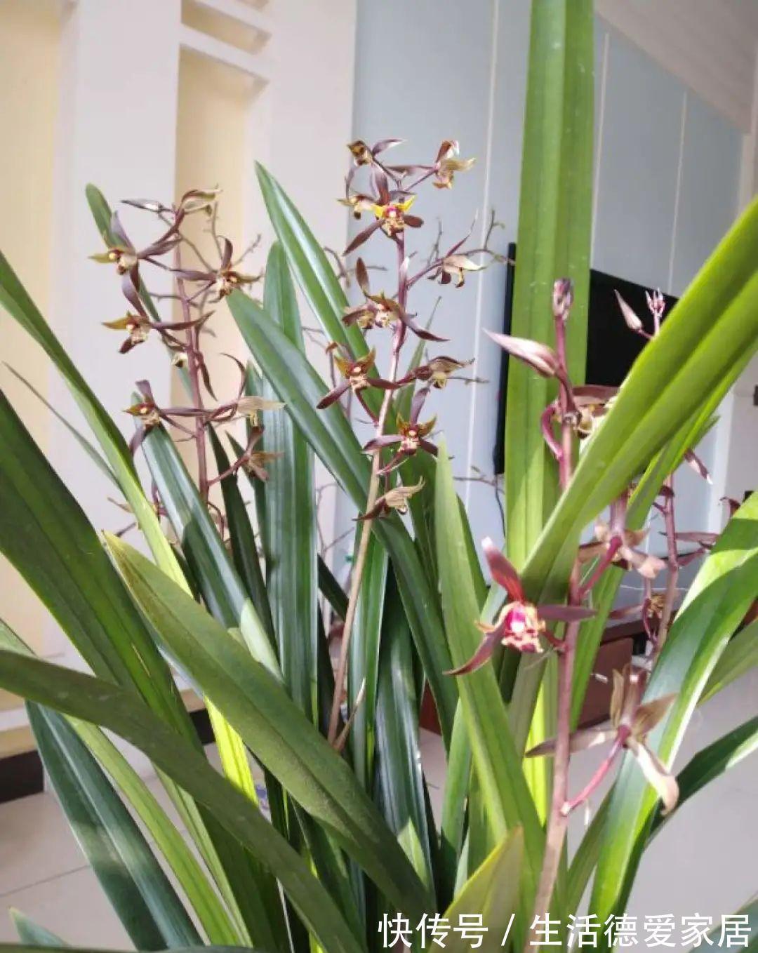 绿萝|绿萝穷养,兰花富养,才能养成宝贝,你真的懂吗?