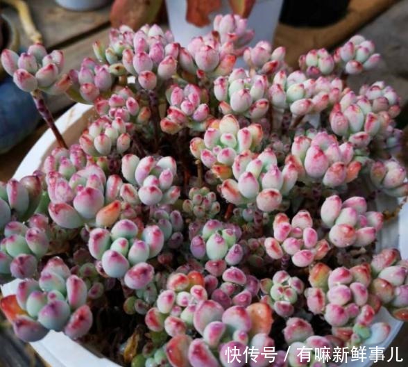 理清这些关系,或许你养的多肉不会徒长了!