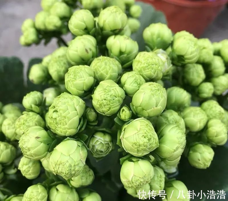 花期|45种长寿花,个个都是高颜值,家里养几盆,美得移不开眼