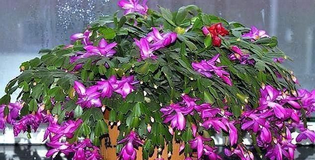 给蟹爪兰浇水，没抓住“关键点”，蟹爪兰养不好，浇了也“白浇”