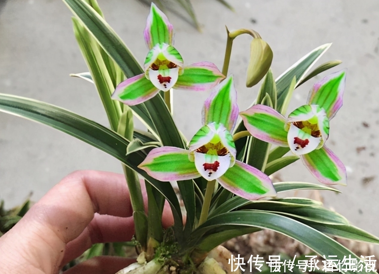 帝王妃兰花|此兰花是三大“妖精”之首，花色罕见，香味怡人，爱兰之人首选