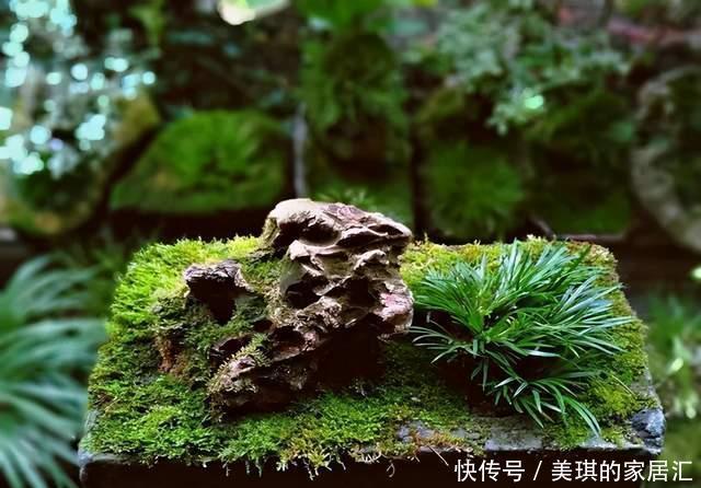 野草|路边野草,种盆里变成值钱盆景,超好养还好看