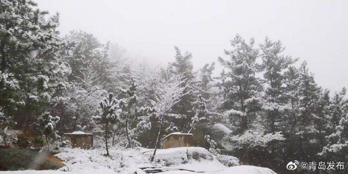 崂山|青岛·风情 崂山迎来12月初雪！