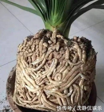 营养物质|成为养花高手,记得别做“3件”错事,几乎啥花都能养“爆盆”