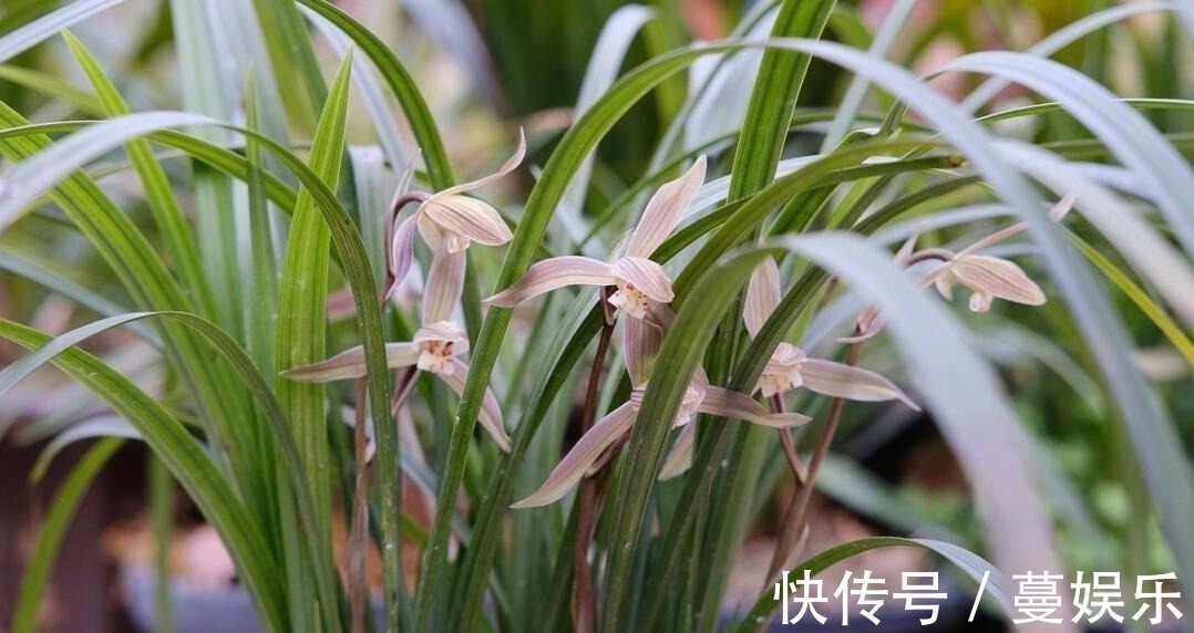 服盆|兰花翻盆:两花不翻、两水不浇、两肥不施,你做对了吗