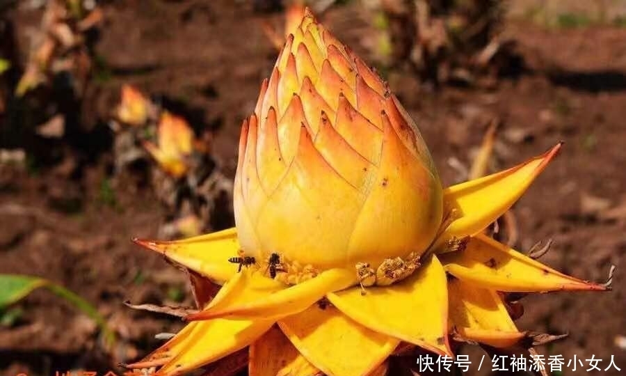 供奉佛菩萨:应该必须知道的“十二种圣花”