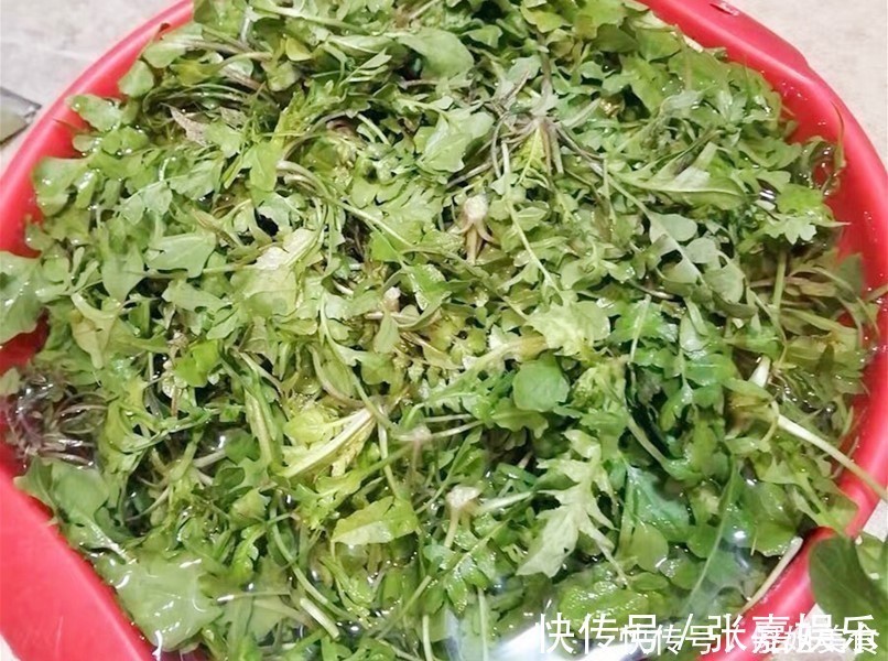 白菜|冬天用它包饺子，比白菜萝卜鲜，再贵也要吃，我家一周吃4次