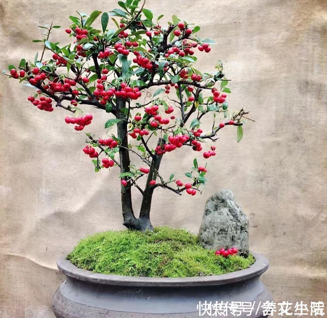 苍劲|盆景不用买,5种常见的树,做成盆景漂亮又美观