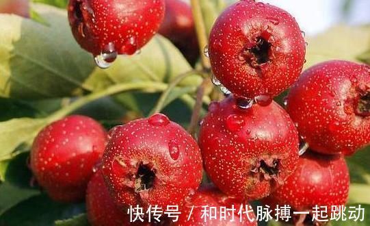 山楂|山楂和4物搭配泡水喝,连喝一个月,湿气排光光